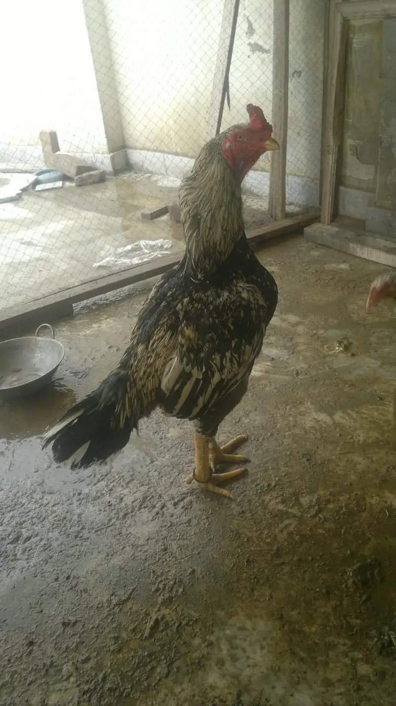aseel for sale — photo 3
