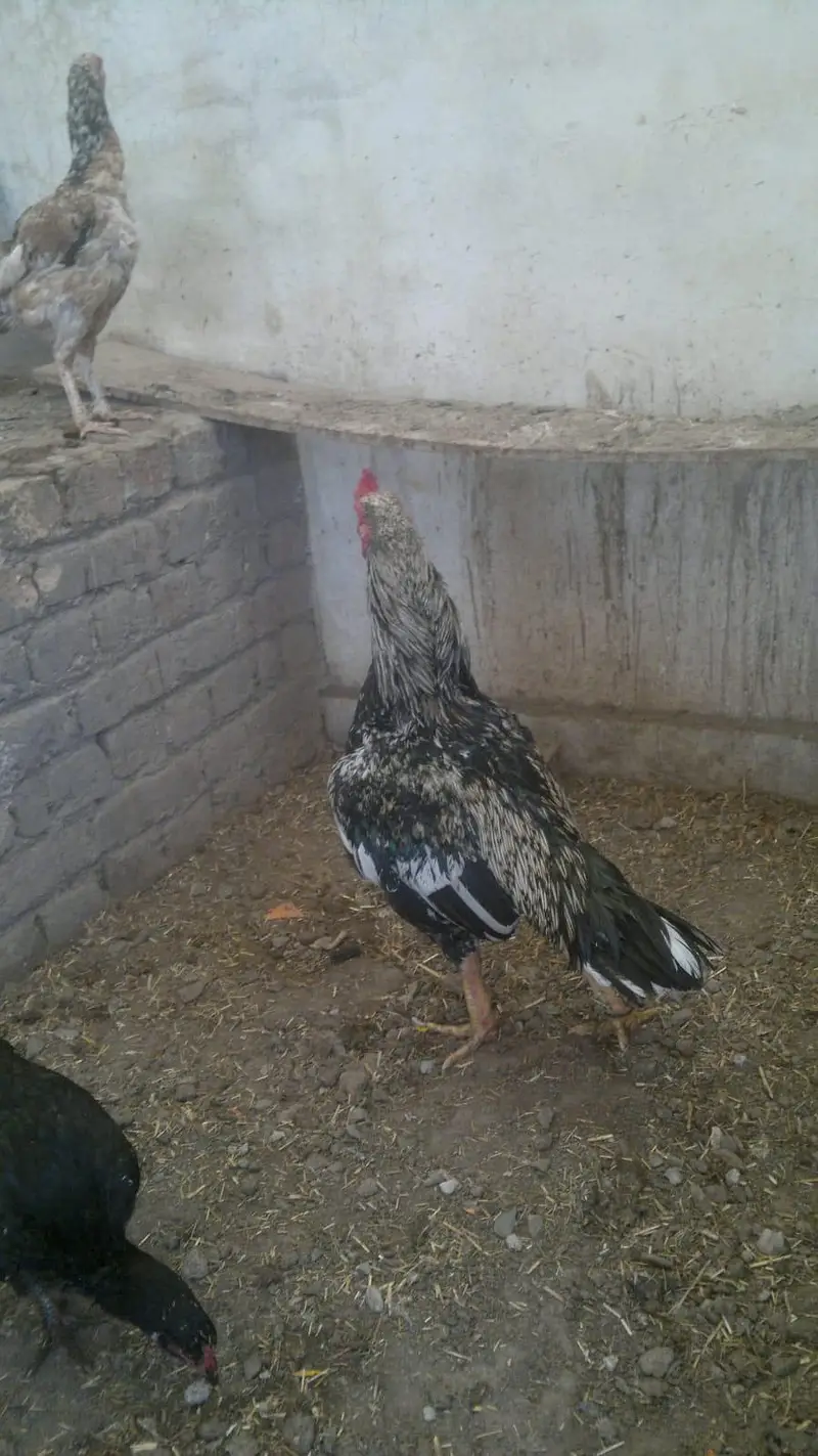 aseel for sale — photo 4