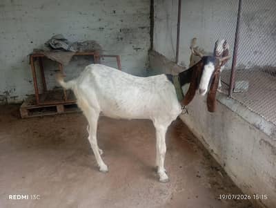 Sidhi Breeder Bakri With One Double Haddi Breeder Quality Male Bacha