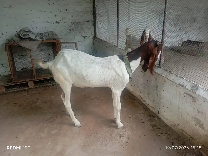 Sidhi Breeder Bakri With One Double Haddi Breeder Quality Male Bacha — photo 2