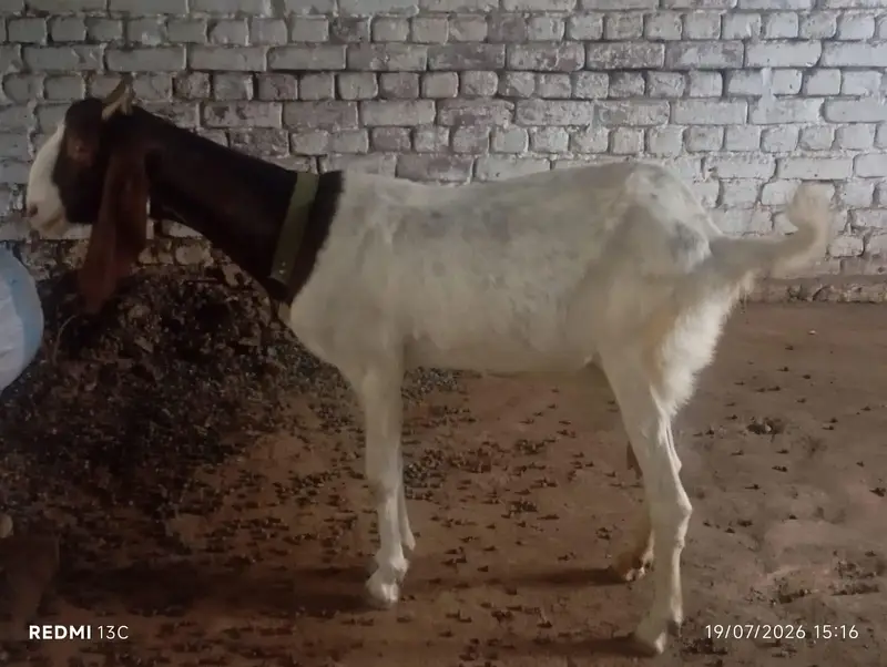 Sidhi Breeder Bakri With One Double Haddi Breeder Quality Male Bacha — photo 3