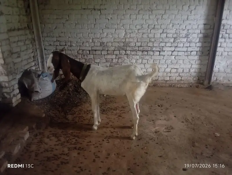 Sidhi Breeder Bakri With One Double Haddi Breeder Quality Male Bacha — photo 4