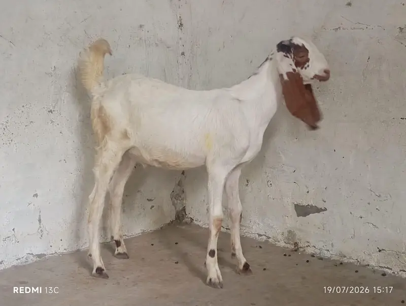 Sidhi Breeder Bakri With One Double Haddi Breeder Quality Male Bacha — photo 5