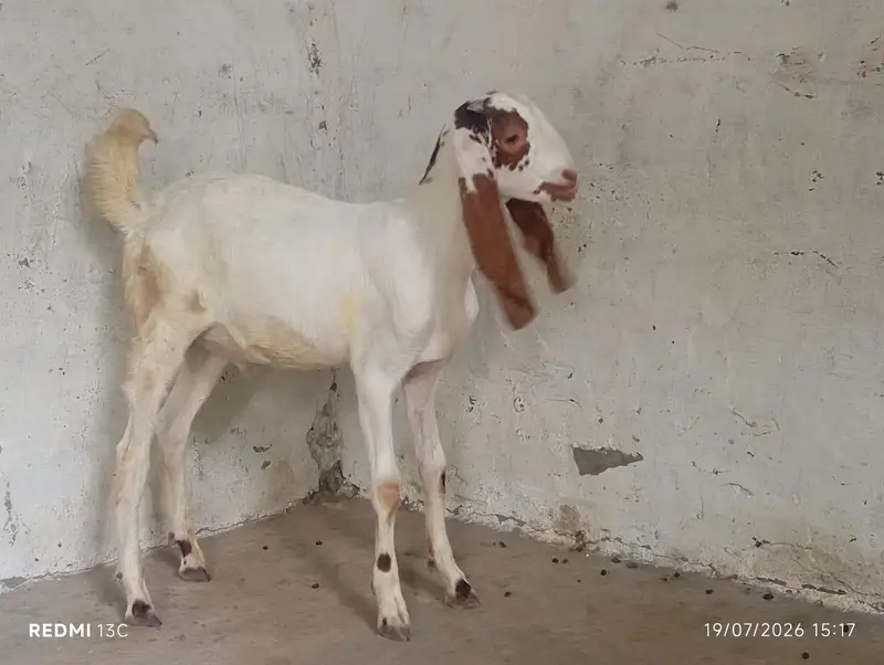 Sidhi Breeder Bakri With One Double Haddi Breeder Quality Male Bacha — photo 6