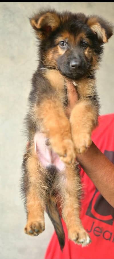 long coat puppy