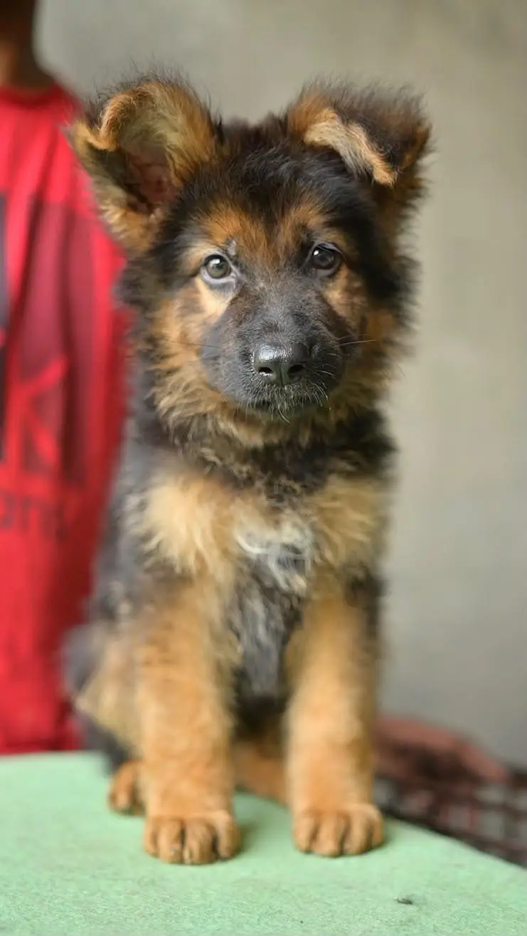 long coat puppy — photo 2