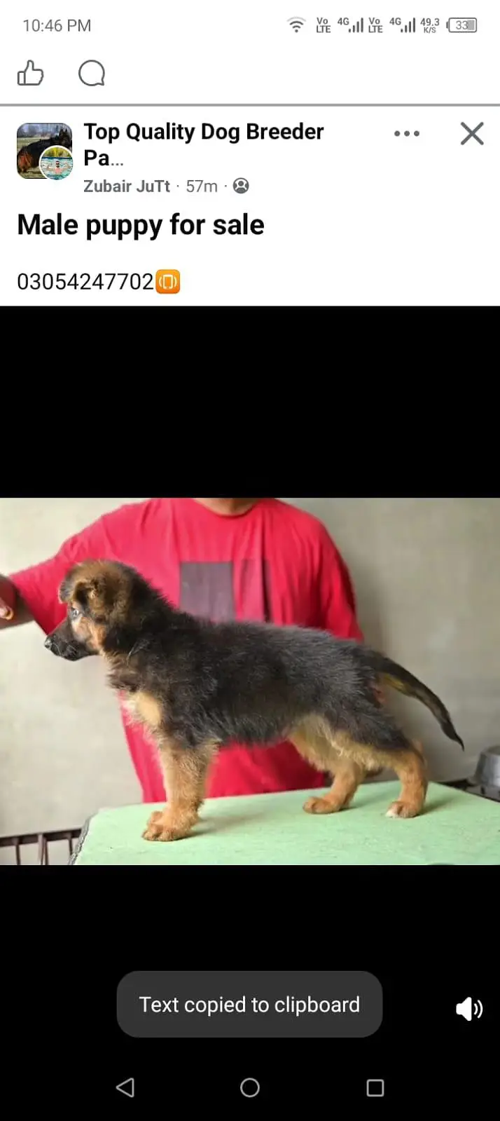 long coat puppy — photo 3
