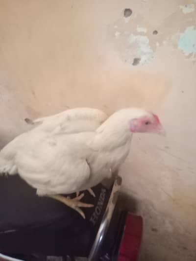 Heera aseel hen