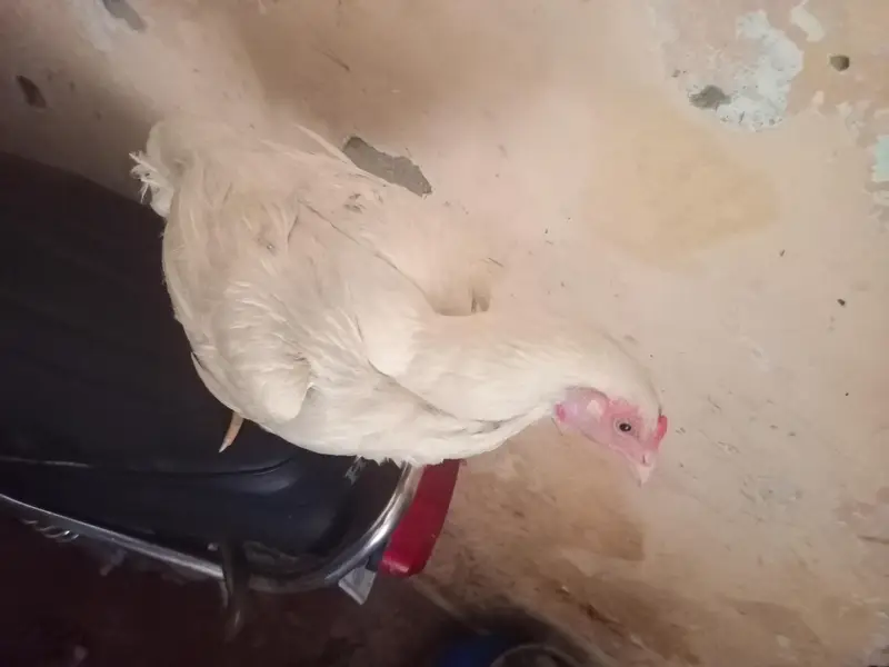 Heera aseel hen — photo 3