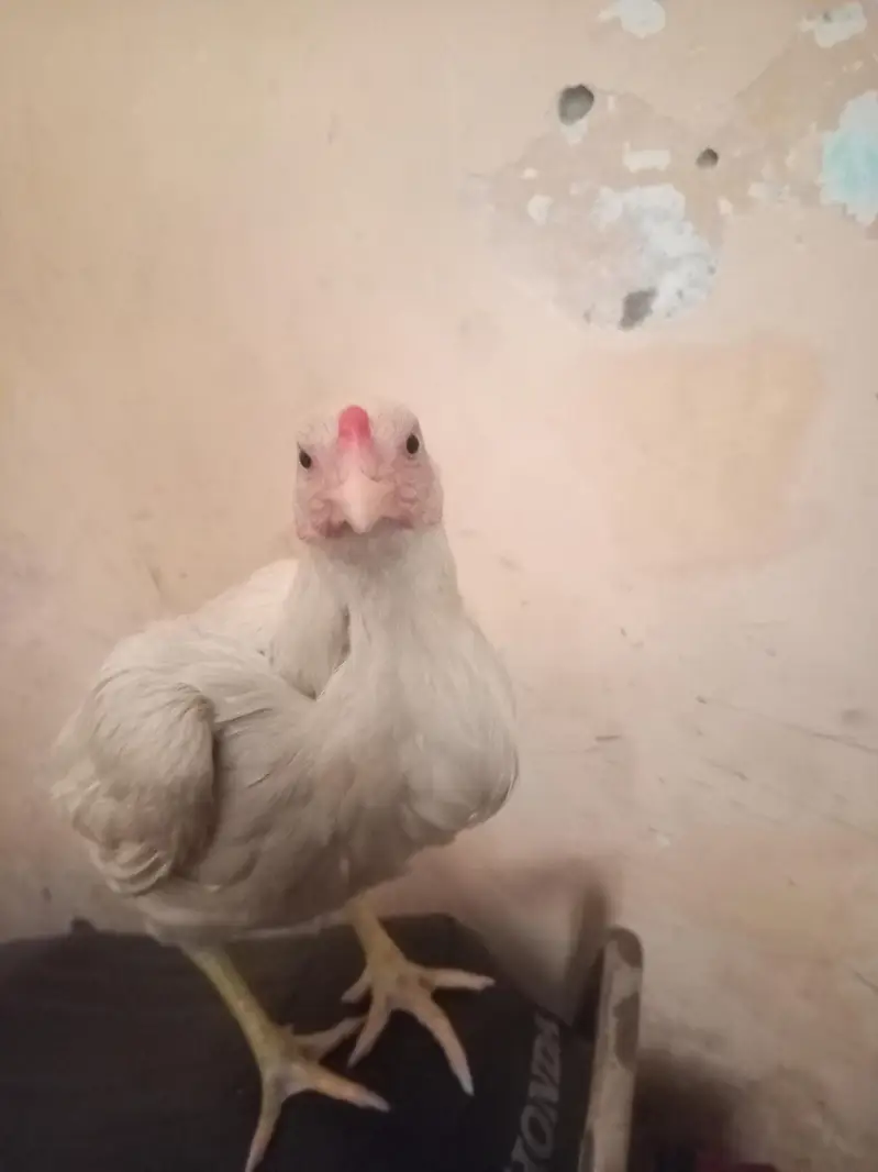 Heera aseel hen — photo 4
