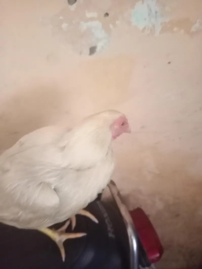 Heera aseel hen — photo 5