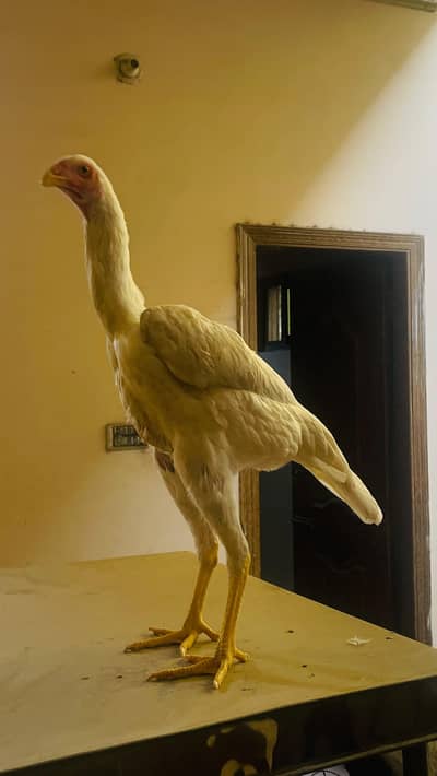 white oh shamo