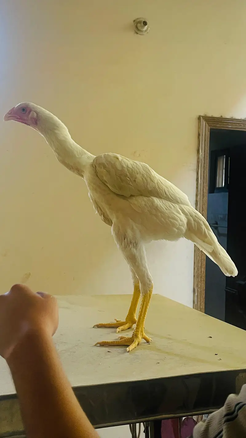 white oh shamo — photo 3