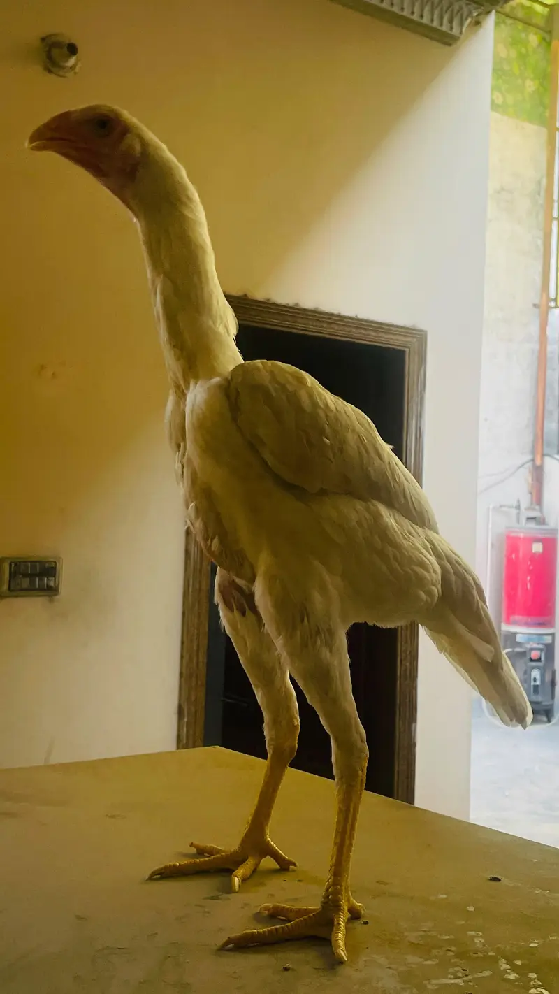 white oh shamo — photo 5