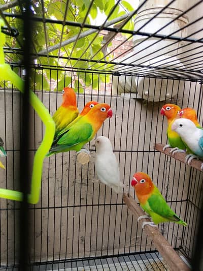 Top Quality Love birds Breeder Pairs For Sale !!