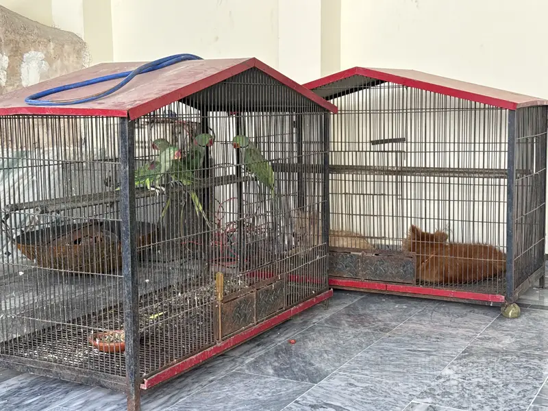 Parrot cage for sale very good condition