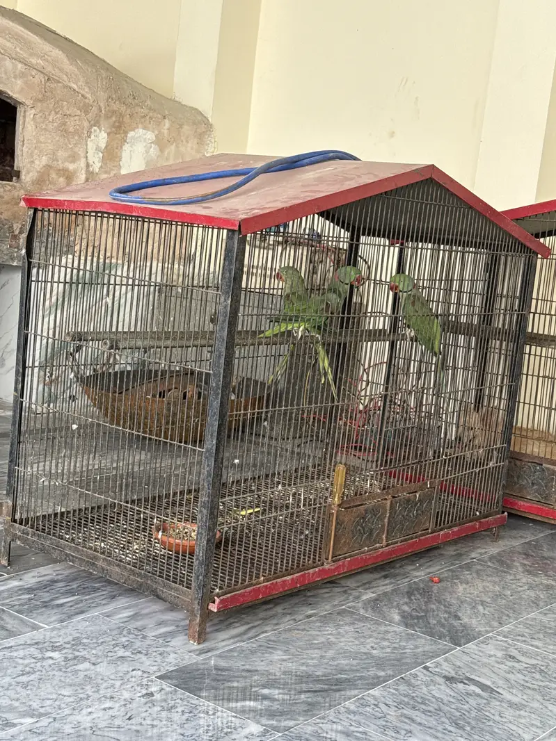 Parrot cage for sale very good condition — photo 2