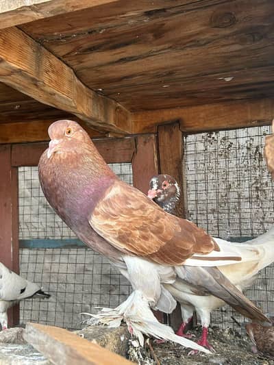 Ghubara King and High flyer jore read add pls