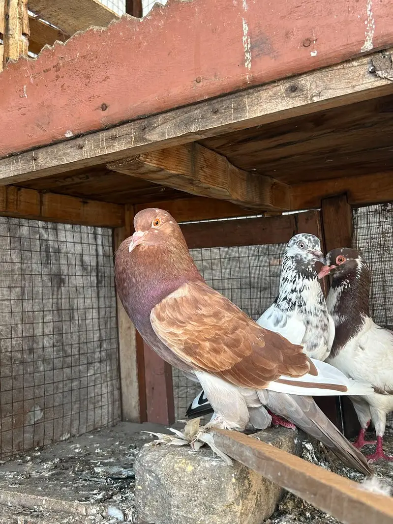 Ghubara King and High flyer jore read add pls — photo 2