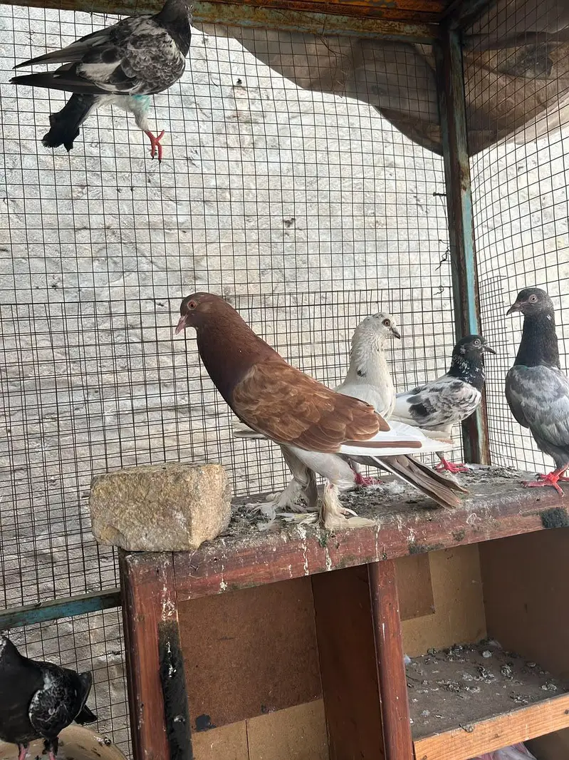 Ghubara King and High flyer jore read add pls — photo 3