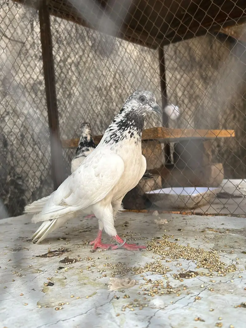 Ghubara King and High flyer jore read add pls — photo 7