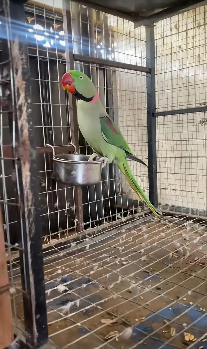 Kashmiri raw parrot for sale — photo 2