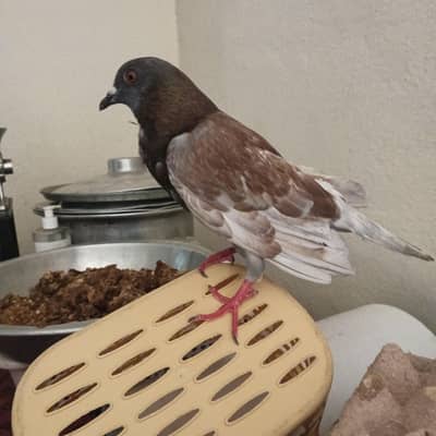 3 male pegion butiful