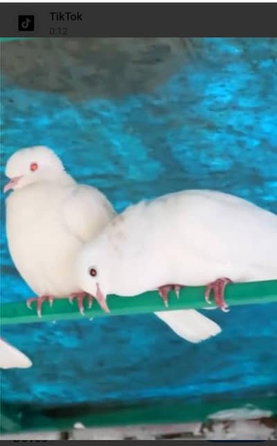 khumra white