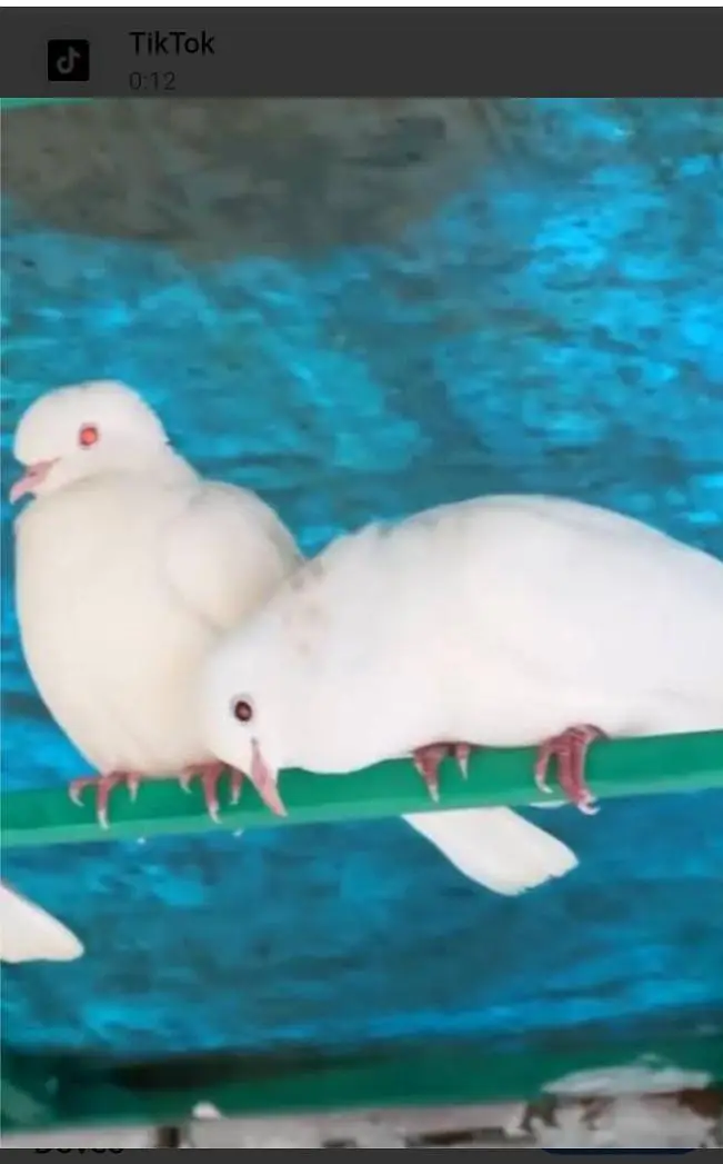 khumra white