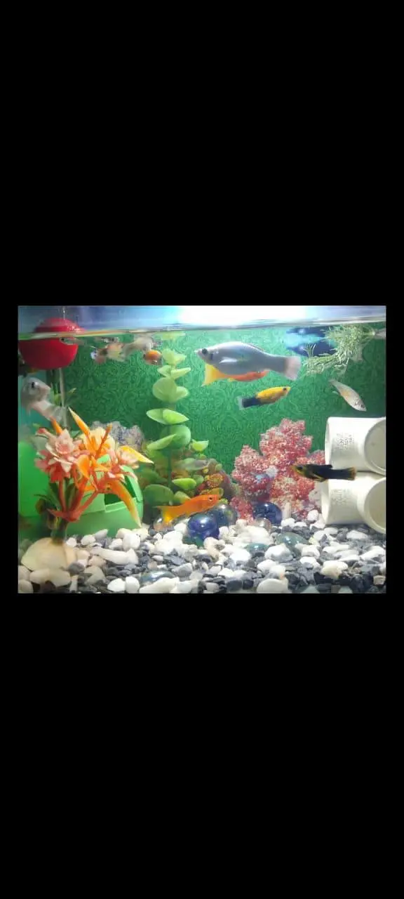 5 mollies pair and 1 guppy pairs