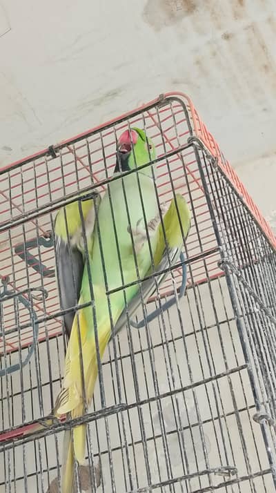 parrot