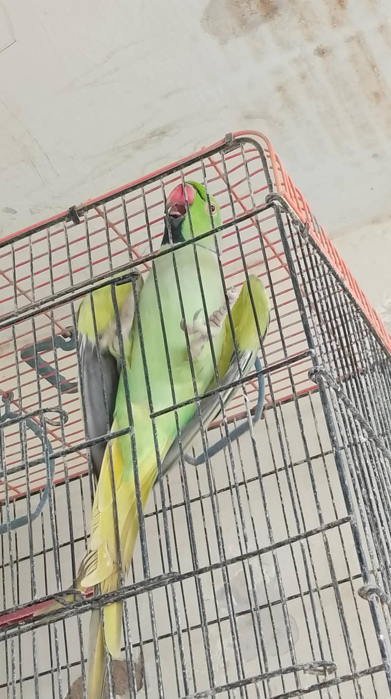 parrot 0