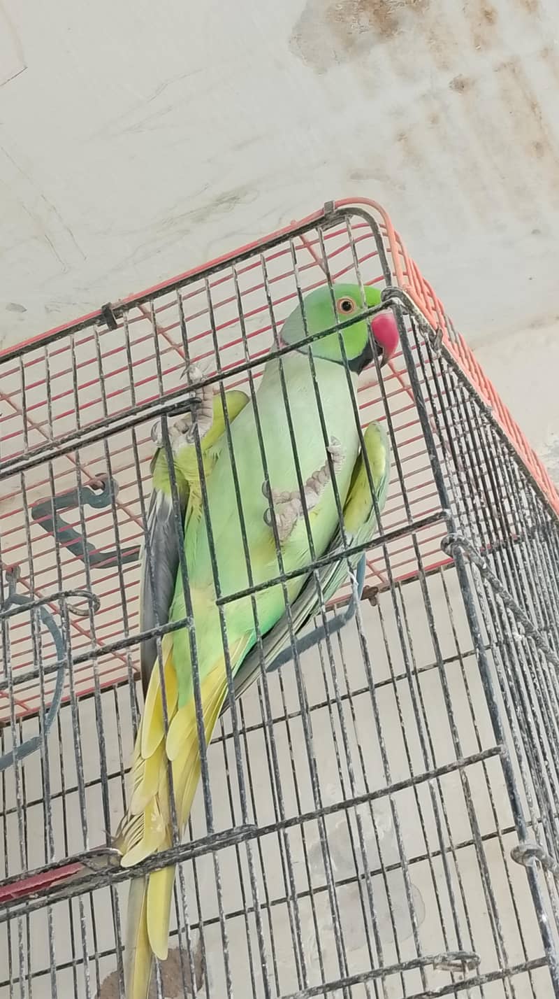 parrot 1