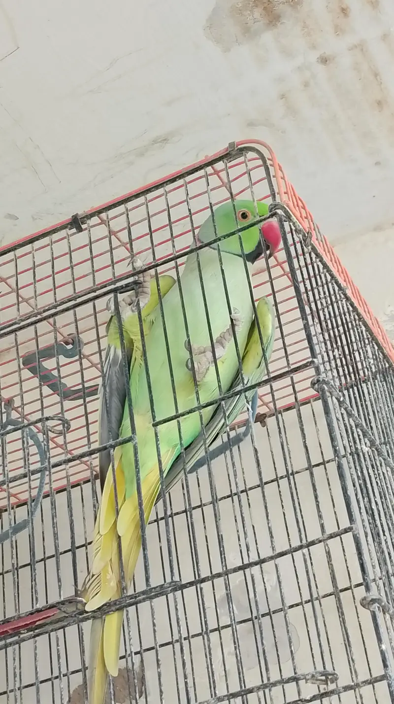 parrot — photo 2