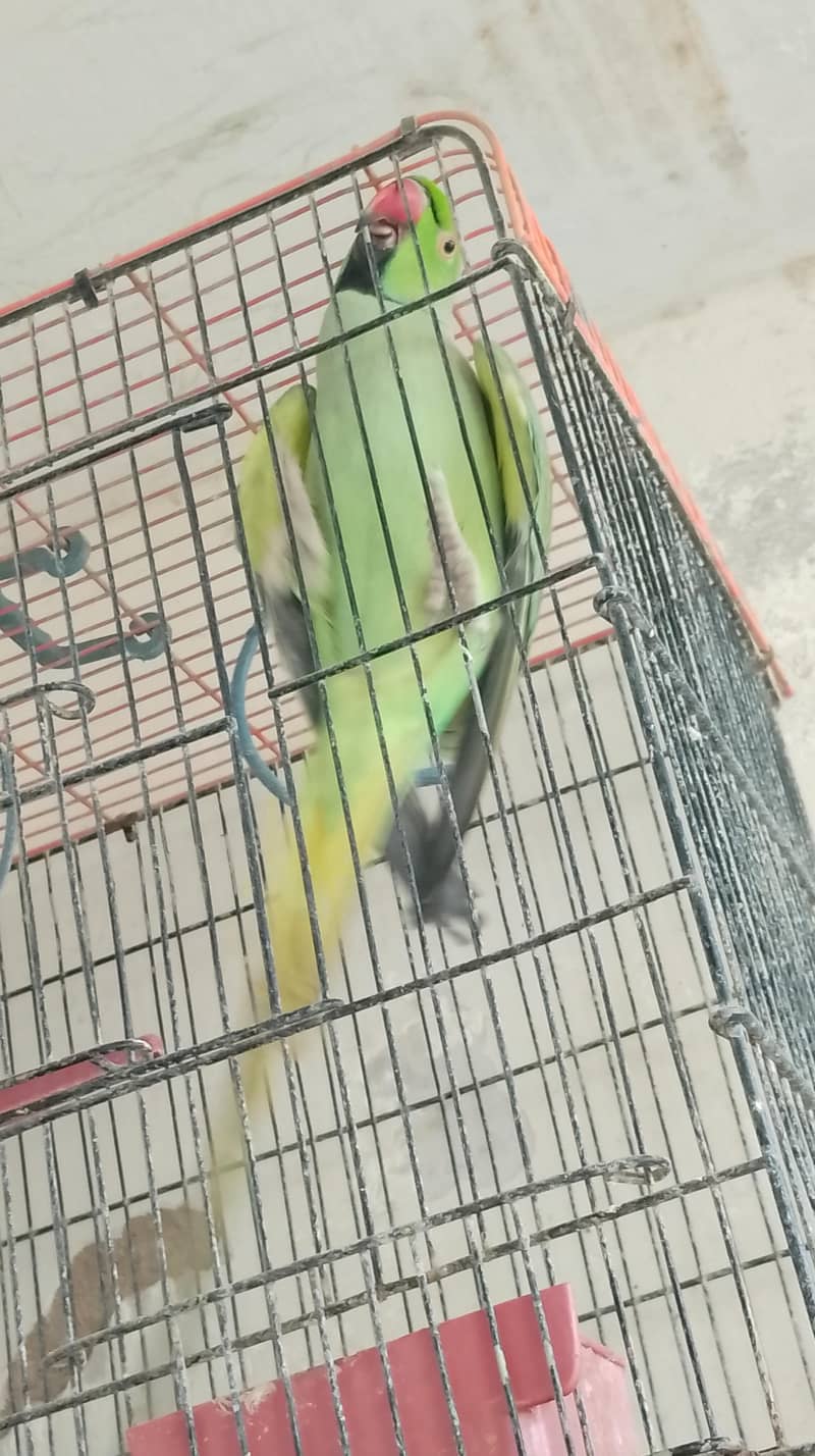 parrot 2