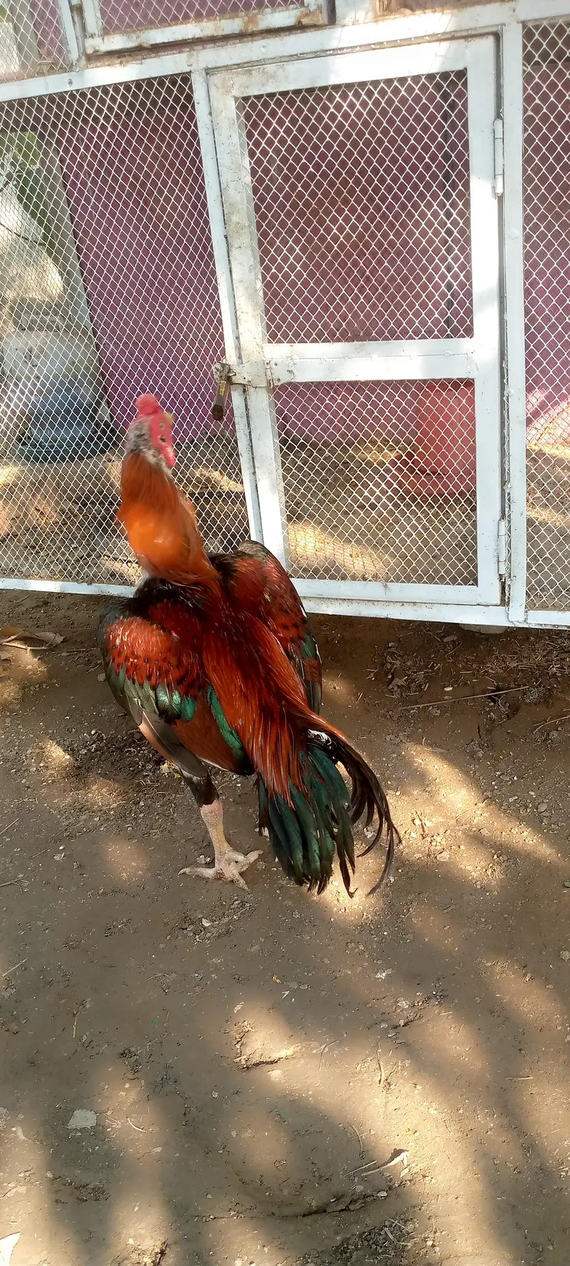 pure Rampur Aseep — photo 2