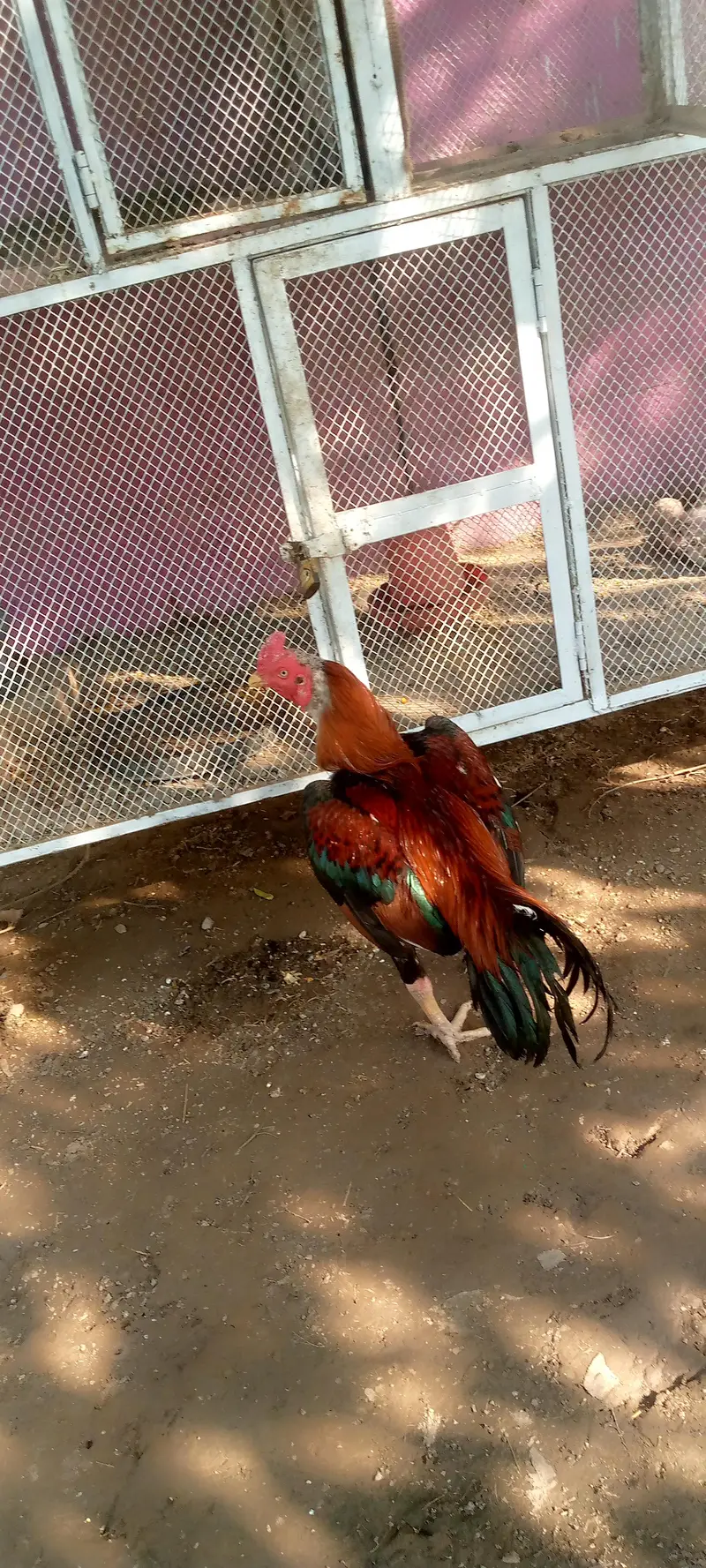 pure Rampur Aseep — photo 3