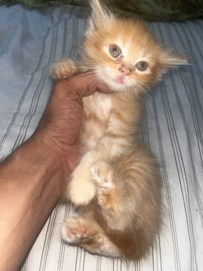 Persian cats
