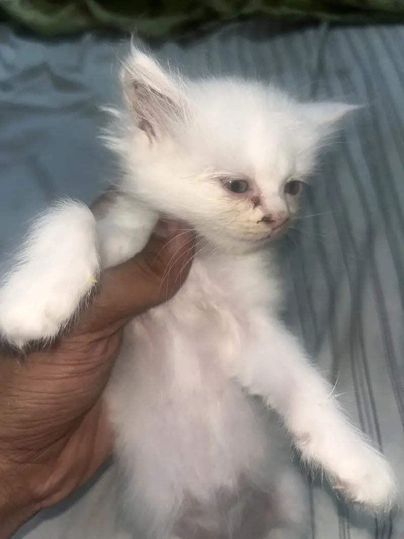 Persian cats — photo 3