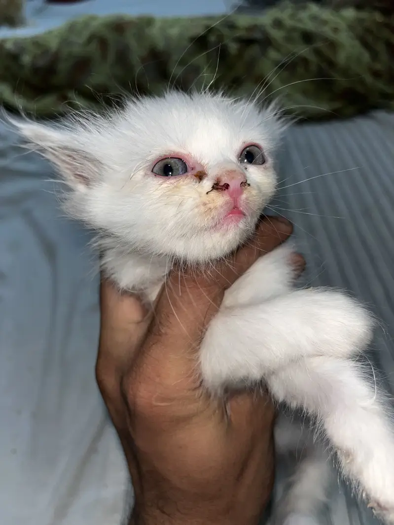 Persian cats — photo 4