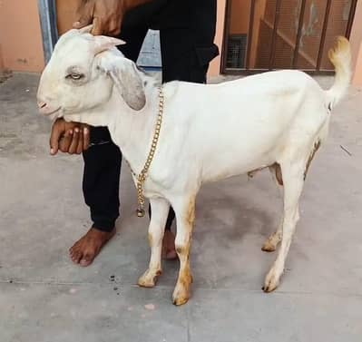 best for shoq 2027 qurbani