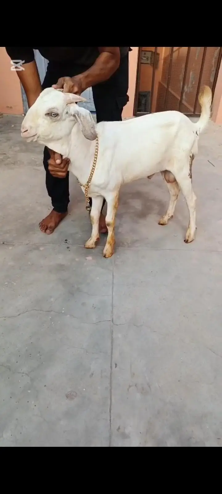 best for shoq 2027 qurbani — photo 2