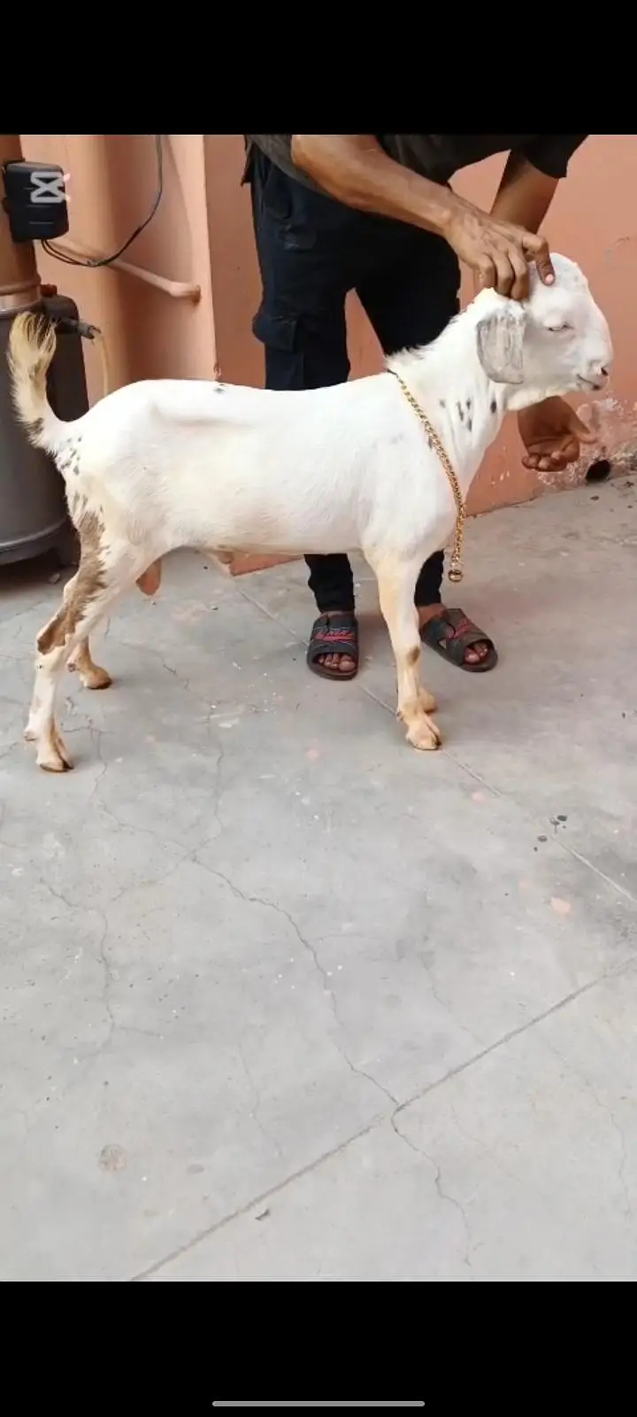 best for shoq 2027 qurbani — photo 3