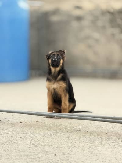 German shepherd Long coat black mask pink pedigree female puppy