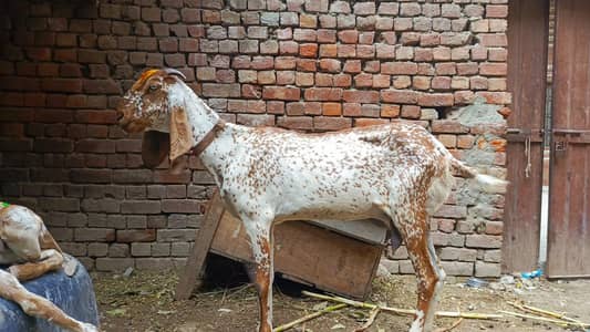 maki chini bakri  03084553579