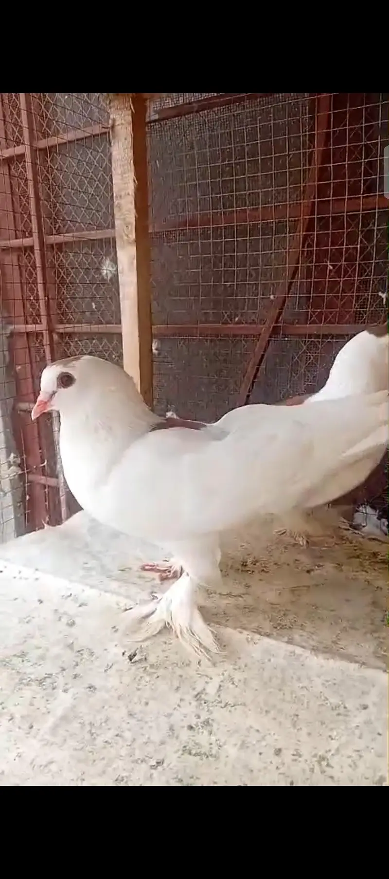 Sherazi Kabotar total 6pc hn ek paire lucka hy — photo 2
