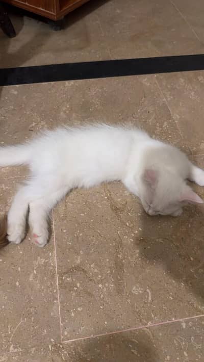 Russian kitten 2 pairs for sale