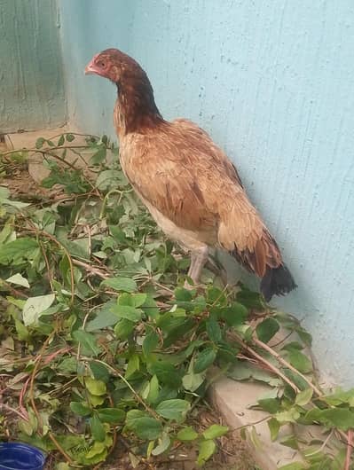 aseel murgi for sell