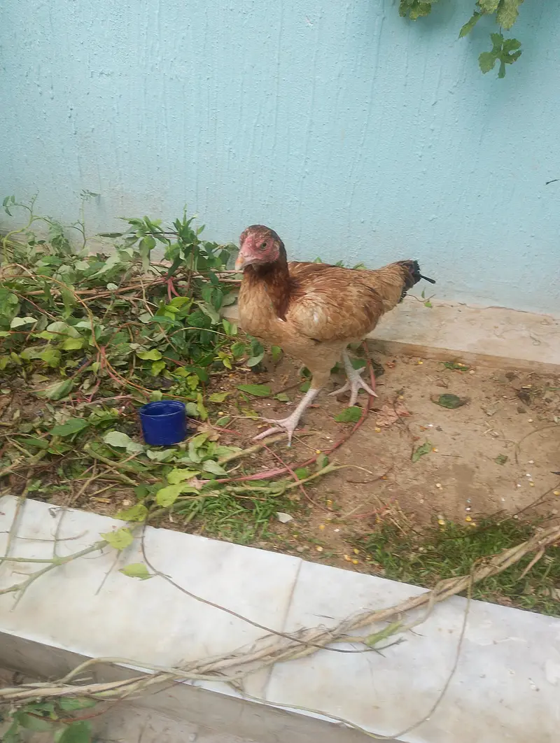 aseel murgi for sell — photo 2