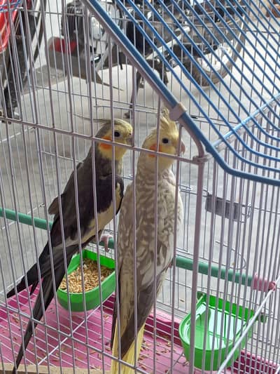 Cocktail breeder pair